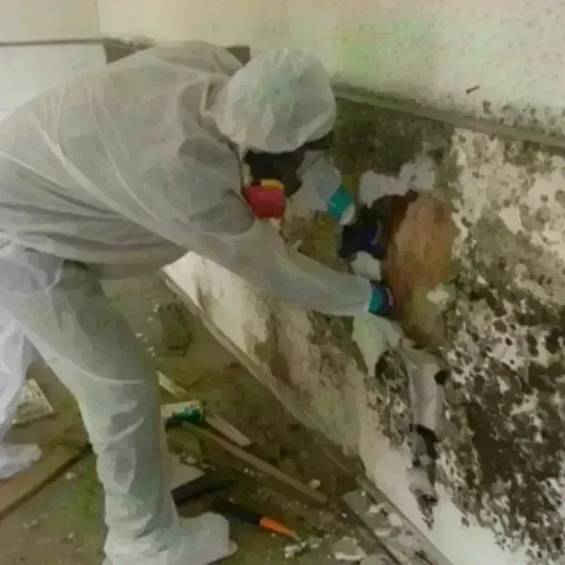 Mold Remediation and Removal in Brea, CA